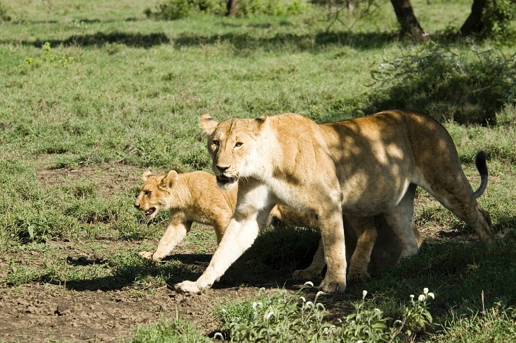 Ndutu loveflok02.jpg - Lion (Panthera leo), Tanzania March 2006